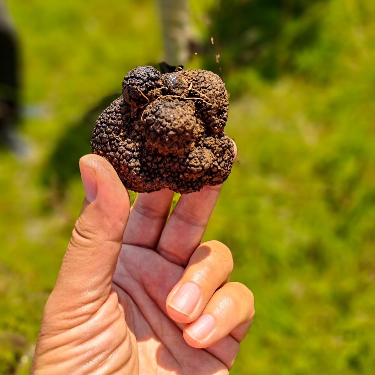 Truffle Hunting and Cooking